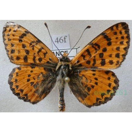 Melitaea didyma (Esper, 1778) male Przeplatka didyma France46f